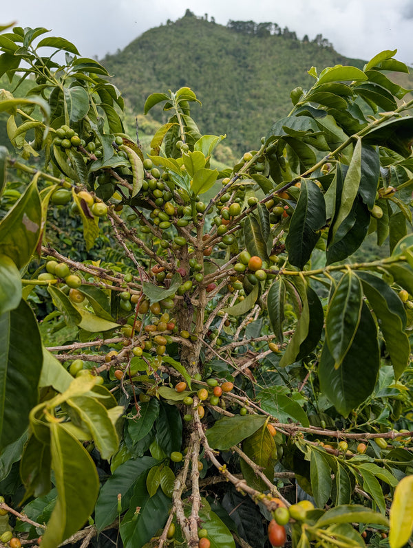 La Secreta, Colombia