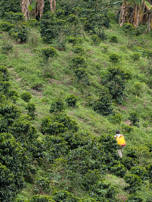 La Secreta, Colombia
