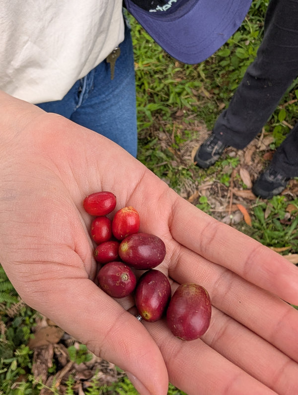La Secreta, Colombia